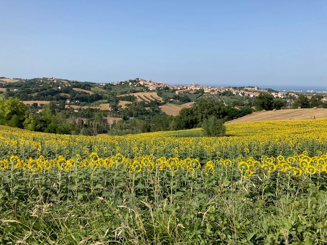 landschap met heuvels en zonnebloemen in de Marken